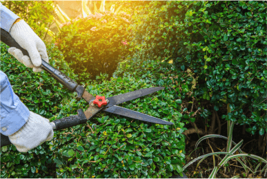 Shrub And Tree Trimming